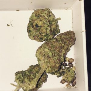 Super Silver Haze Seeds