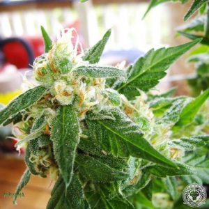 AK48 Auto Seeds