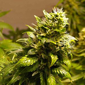 AK48 Automatic Seeds