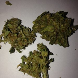 Amnesia Feminized Seed