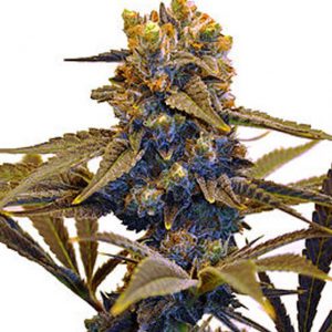 NYC Diesel Feminized